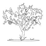 Раскраска Карликовое дерево