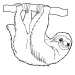 Раскраска Ленивец на ветке