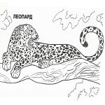Раскраска Леопард на дереве