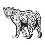 Раскраски Леопард