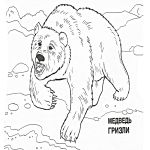 Раскраска Медведь Гризли