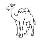 Раскраска Верблюд